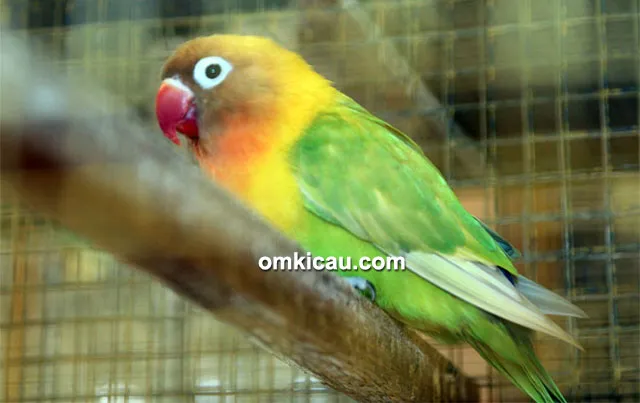Lovebird Arthur