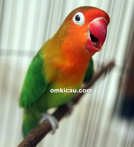 Lovebird Barong