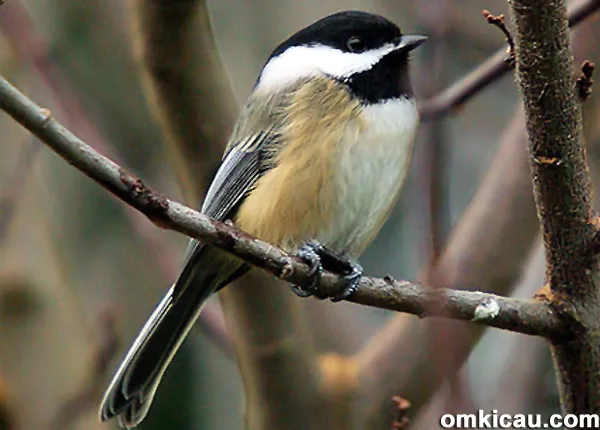 black capped chickadee