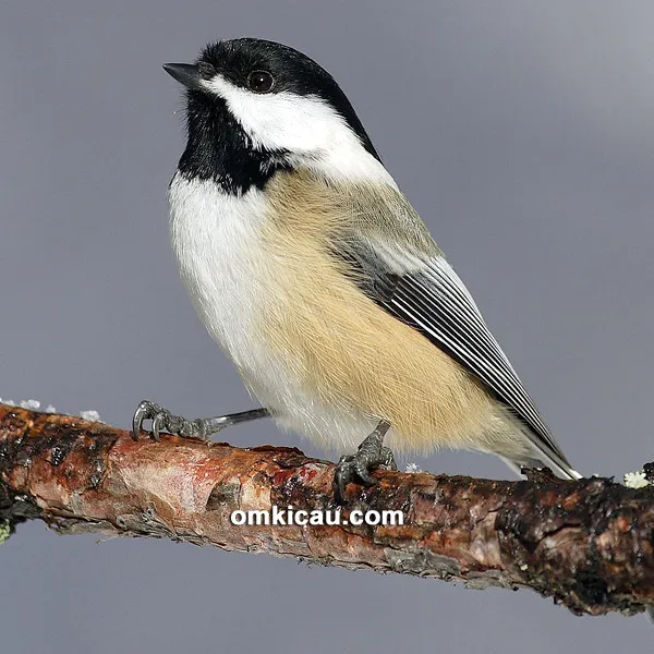 black capped chickadee