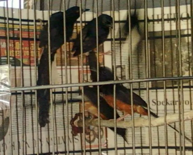 Burung murai batu bakalan