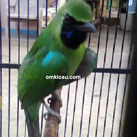 Cucak hijau Bejo