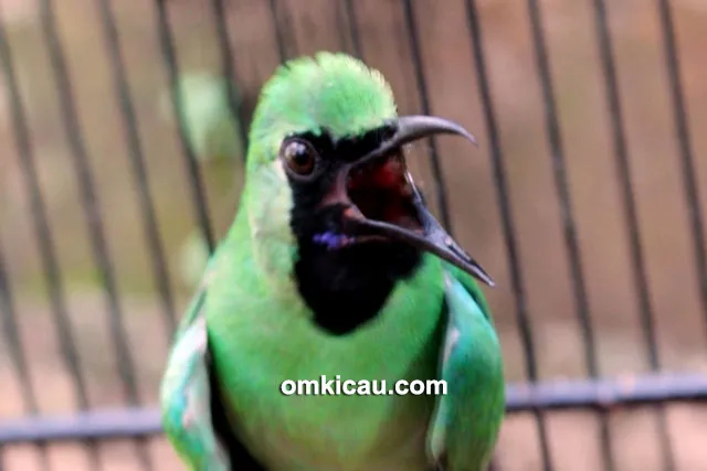 Cucak hijau Gentar A