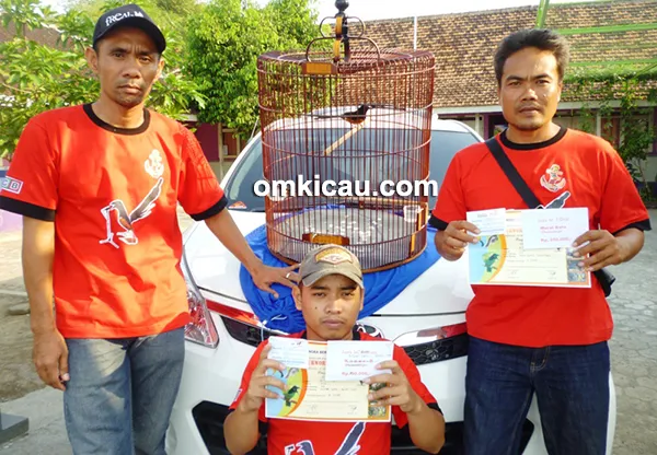 Murai batu DD
