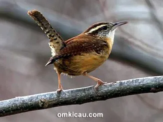 Feat Carolina Wren