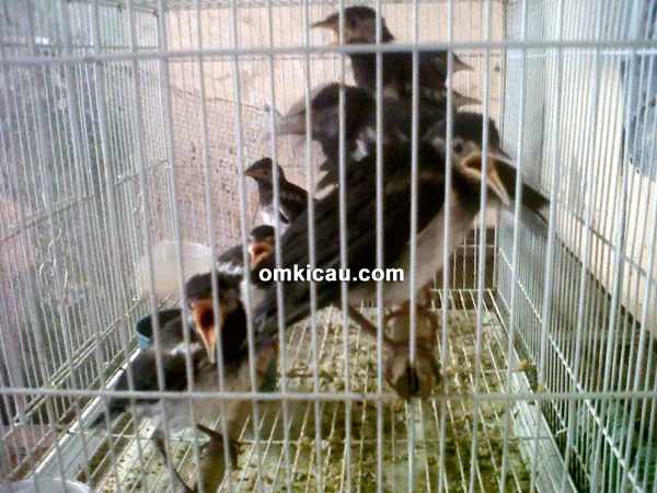 Kios Burung Om Aan Rembang