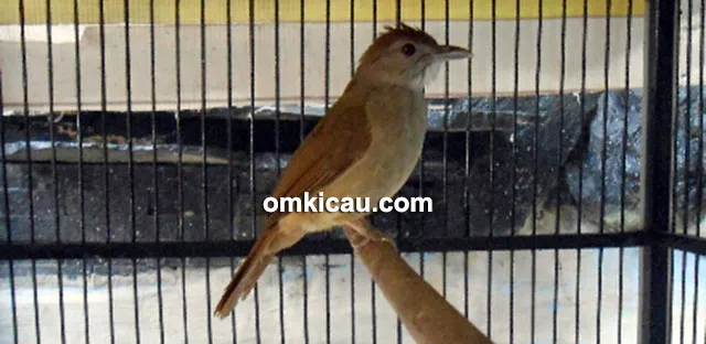 Kapas tembak AK47