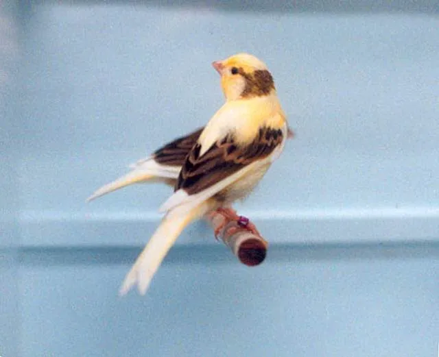 suara kenari german roller