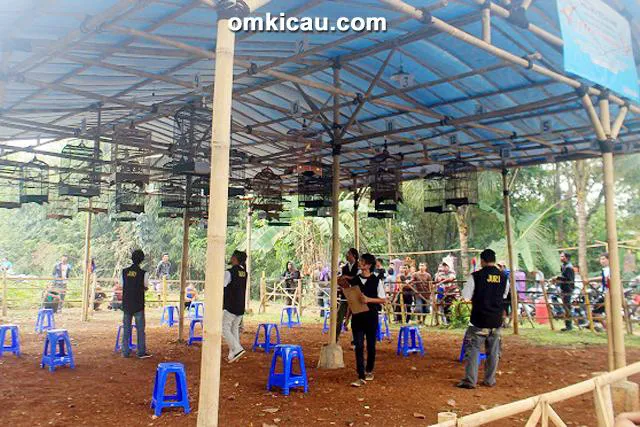 Latber Cidebog - kelas kenari