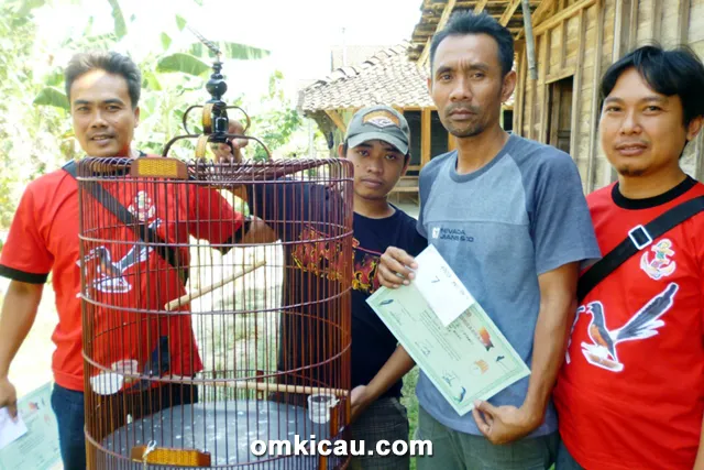 Mr Tolkah dan murai batu DD
