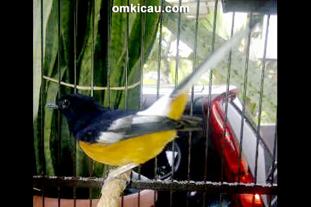 Murai borneo Baron