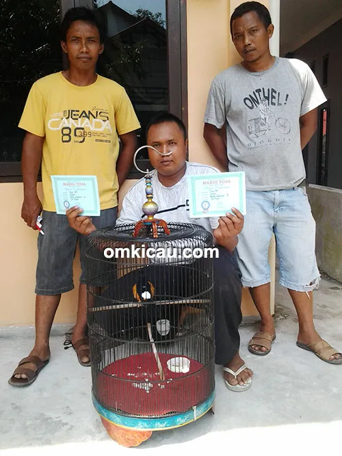 Murai borneo Den Bagus