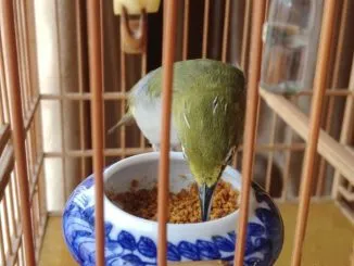 Pakan racikan untuk pleci