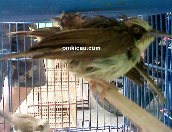 Pleci opior