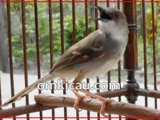 Burung ciblek rentan mengalami over birahi