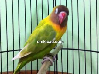 Lovebird Dewi-dewi