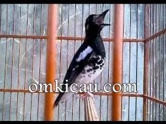 Burung pendamping untuk anis kembang