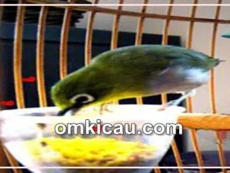 Feat Tepung Telur Untuk Burung