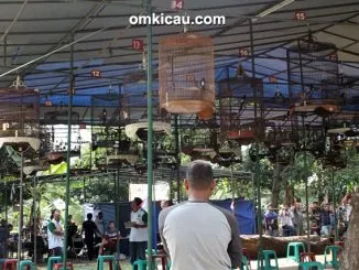 Persaingan seru di kelas murai batu.
