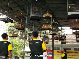 Suasana lomba di kelas kenari isian