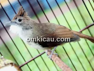 Menyiapkan cucak jenggot untuk lomba