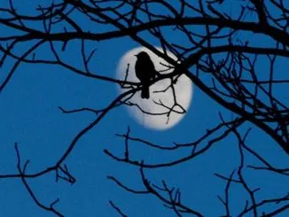 Burung mengubah waktu berkicau mereka jadi lebih cepat saat fajar untuk bersaing dengan suara bising