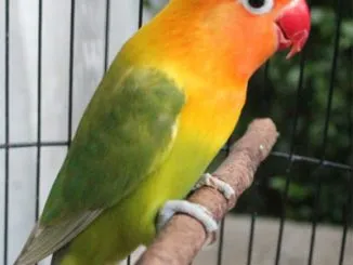 Fear Lovebird Berlian