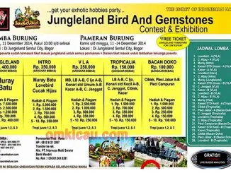 Feat Jungleland