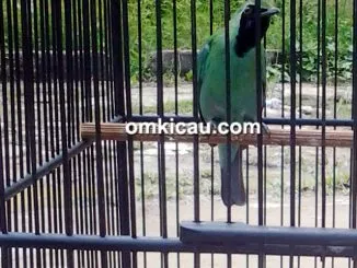Cucak hijau Hanoman