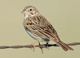 Vesper sparrow