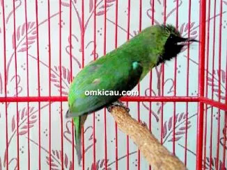 Cucak hijau Presiden