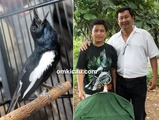 Kacer Setan Hitam Jr