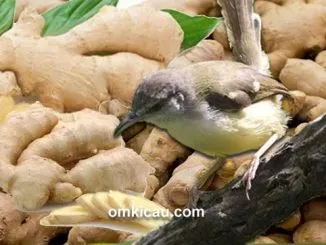 Aneka ramuan jahe untuk burung ciblek