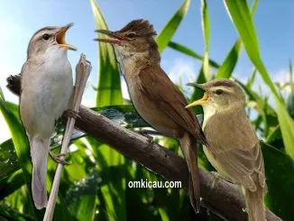 Mengenal tiga spesies kerakbasi dan suara kicauannya untuk masteran