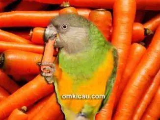 Membuat wortel jadi tepung agar mudah dikonsumsi semua jenis burung peliharaan