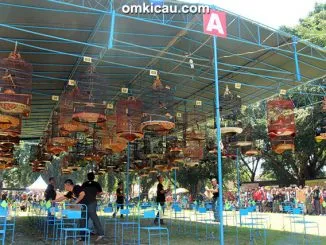 Suasana lomba murai batu