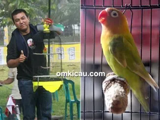 Feat Lovebird Riri