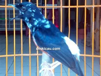 murai batu blorok