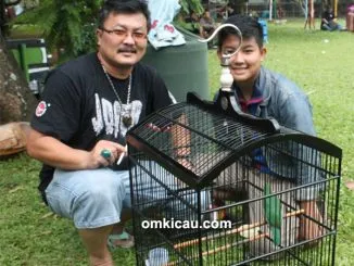 Feat Cucak Hijau Elite