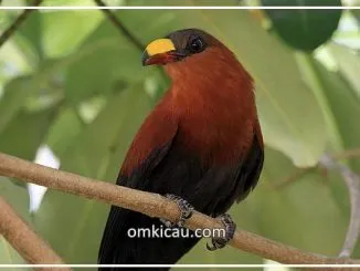 Kadalan Sulawesi 2