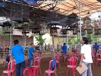 Angsana Muda - kelas cucak hijau