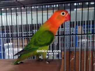 Lovebird biola