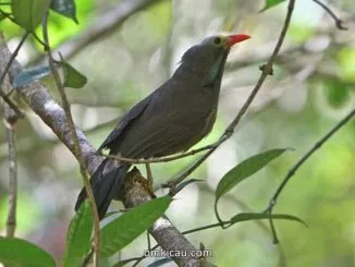 Poksai kepala botak atau Bare-headed laughingthrush (Garrulax calvus)