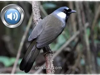 Audio kicauan poksai hongkong untuk masteran dan memancing bunyi