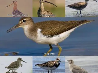 Tujuh audio burung pantai yang unik dan menarik untuk masteran