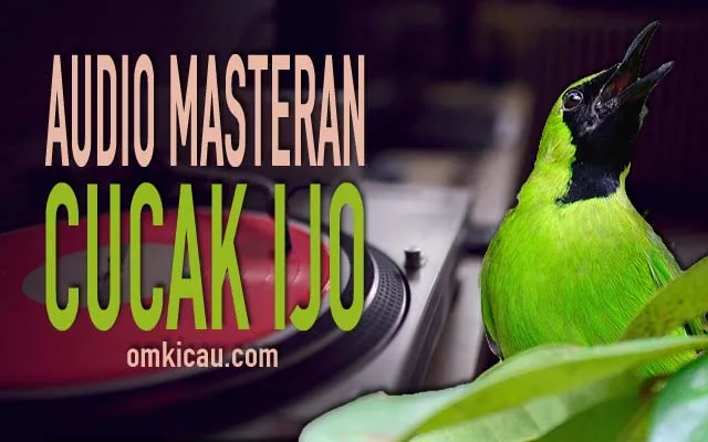 Download suara burung cucak ijo Download suara burung cucak ijo
