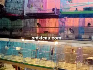 Trotolan murai batu umur 3 minggu