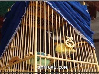 Aa 5 hal penyebab mengapa burung alami suara serak dan gangguan pernafasan