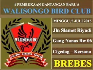Feat Walisongo Bc