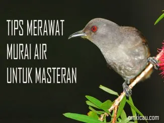 Tips perawatan murai air agar lebih rajin bunyi untuk masteran